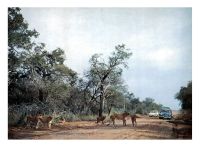Park_National_Kruger_28SA29.jpg