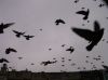 Pigeons polonais.jpg