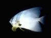 Poisson_VR.jpg