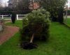 Tempete_et_sapin.JPG