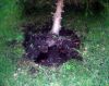 Tempete_et_sapin_(1).JPG