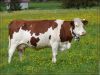 VACHE.jpg