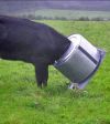 Vache.jpg