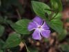 Vinca.jpg