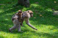 Nom du fichier=_DSC5159.jpg
Taille du fichier=821Ko
Dimensions : 1024x683
Ajouté le : 25 Juin 2019 _DSC5159.jpg