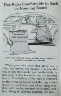 car-dog.jpg