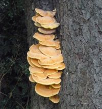 Nom du fichier=champignon_accole_a_l_arbre_a_cames_.jpg
Taille du fichier=403Ko
Dimensions : 1583x1701
Ajouté le : 08 Octobre 2018 champignon_accole_a_l_arbre_a_cames_.jpg