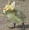 chat oiseau.jpg