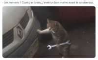 Nom du fichier=chat-coronavirus.jpg
Taille du fichier=23Ko
Dimensions : 533x330
Ajouté le : 21 Mars 2020 chat-coronavirus.jpg