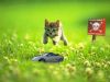 chat-souris.JPG