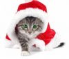 chaton.JPG