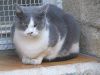 chats-7.jpg