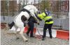cheval_copie.jpg