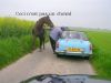 cheval~0.JPG