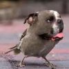 chien oiseau.jpg
