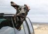 chien_voiture_fenetre_m.jpg