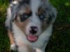 chiot_008.jpg