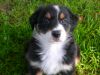 chiot_011.jpg