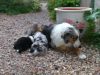 chiots_056.jpg