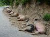 cochon Corse.jpg