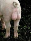 cochon.jpg