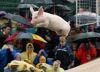 cochon_volant04_2.jpg
