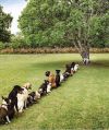 deforestation.jpg