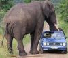 elephantkid.jpg