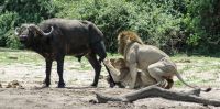 full_lionne-baisee-pendant-chasse.jpg