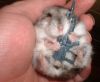 hamster-fusil.jpg