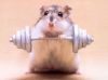 hamster-sport.jpg