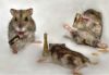 hamsters.jpg