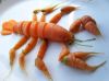 homard.jpg