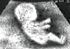 mesdiscussions-102578~0.gif