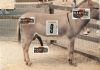 mid_Donkey_Dick1.jpg