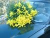 mimosa_11.jpg