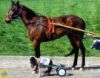 mini_chevaux-cheval-ponney.jpg