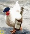 mini_coq-francais.jpg
