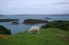 mouton-ecossais-1581844058-1557593.jpg