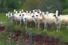 Nom du fichier=mouton2.jpg
Taille du fichier=13Ko
Dimensions : 431x285
Ajouté le : 03 Juin 2017 mouton2.jpg
