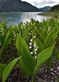 muguet.JPG