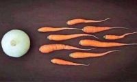 naissance_d_un_Vegan.jpg