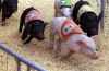 pigs-race.jpg