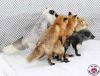 plugins_firefox.jpg