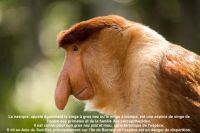 portrait-de-singe-au-nez-long-fabuleux-82545488_-_copie.jpg