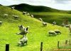 saute mouton.jpg
