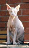 sphinx.jpg