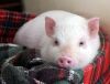 un_cochon_a_la_maison_article.jpg