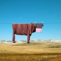 vache.jpg