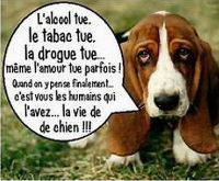 vie_de_chien.jpg
